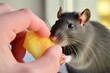 a rat nibbling on a piece of fruit in a persons hand