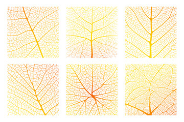Wall Mural - leaf vein texture abstract background with close up plant leaf cells ornament texture pattern. orang