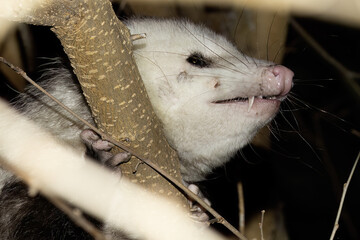 Wall Mural - Virginia opossum - North American opossum, climbing on the tree. Wild night scene from Ohio.