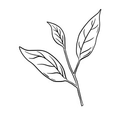 Wall Mural - Leaves branch line art. Contour doodle drawing. Leaf black sketch