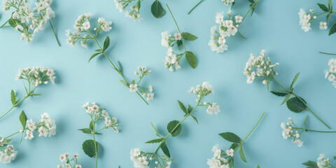 Wall Mural - Top view flat lay white flowers and foliage on light blue background