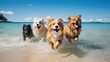 beach dogs holiday