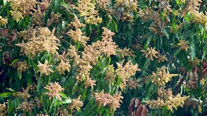 Sticker - Close up of Mango flowers in a farm, A branch of inflorescence mango flowers