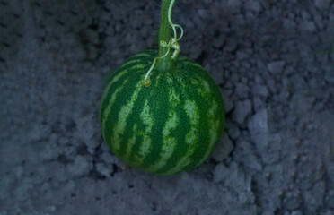 Canvas Print - Little New Watermelon