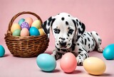Fototapeta Zwierzęta - Colorful Easter Eggs in the basket near the Dalmatian dog sitting with pink background, Happy Easter Bunny, Easter Theme