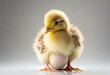 NewBorn little Cute yellow duckling with egg shell isolated on white. chick just hatched from an egg. Generative AI