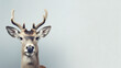 Portrait of a funny deer with a blank banner. Copy-space