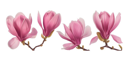 Magnolia blooms with petals isolated on white background