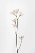 canvas print picture - Elegant pink flower stem. Aesthetic floral simplicity composition. Close up view flower