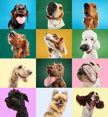 collage made of different funny, adorable purebred dogs sniffing, looking, playing against multicolo