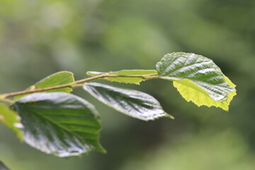 Wall Mural - leaves on a branch