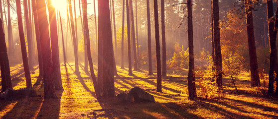  Beautiful foggy forest with magical light in the early morning. Horizontal banner