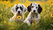 © PikePicture - dog english setter puppies