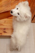 Funny Samoyed puppy about to go up the steps, but looking back to see if he will be scolded