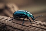 Fototapeta Londyn - Close-up of a shiny blue beetle on a wooden surface in a forest with a blurred background