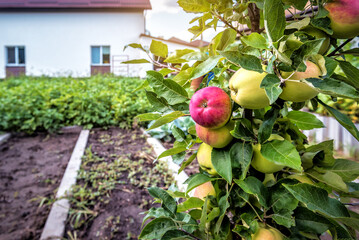 Ripe organic apple on the tree in home garden