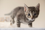 Fototapeta Koty - Porträt eines jungen getigerten Kätzchens