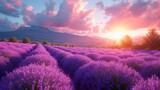 Fototapeta Kwiaty - Fields of Lavender in Provence: Endless fields of lavender in Provence, France, with the distinctive fragrance wafting through the air