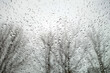 View on trees through wet windshield with rain drops.