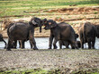 Elephants in the Mineriya National Park in Sri - Lanka