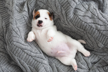 Wall Mural - Newborn Puppy is lying on gray blanket