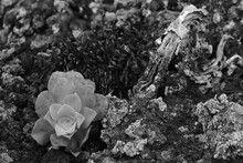 A Black And White Image Showcasing The Contrast Between The Delicate Rosette Of A Succulent And The Rugged Natural Terrain