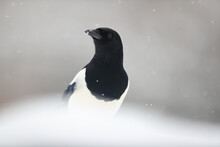 A Magpie With Striking Black And White Plumage Stands Out Against A Snowy Backdrop With Snowflakes Gently Falling