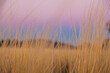 © Austockphoto - Pink and blue pastel sky behind stalks of grass on farm