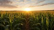 farming iowa corn field