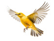 © Ivan - a yellow bird flying with its wings spread