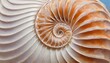 © blackdiamond67 - shell pearl spiral nautilus Fibonacci section spiral coral pearl symmetry half cross coral golden ratio shell fibonacci structure growth close up mother of pearl pompilius nautilus