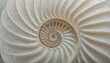 © blackdiamond67 - shell pearl spiral nautilus Fibonacci section spiral coral pearl symmetry half cross coral golden ratio shell fibonacci structure growth close up mother of pearl pompilius nautilus