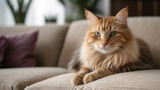 Fototapeta Koty - Adorable fluffy white cat in cozy home sitting on velvet sofa
