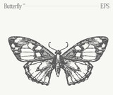 Fototapeta Motyle - Hand drawn monochrome butterfly illustration on blank backdrop. Vector sketch.