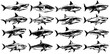 set collections white shark icon. Dangerous sea predator monochrome design vector illustration