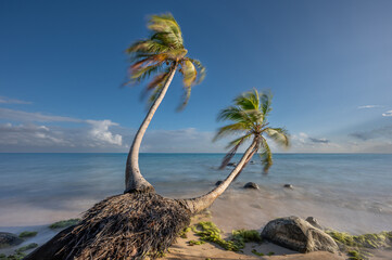 Poster - Two palm tree on smooth beach water