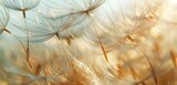 Fototapeta Dmuchawce - Dreamy ambiance as dandelion seeds scatter, their parachutes creating an abstract pattern against nature's canvas.