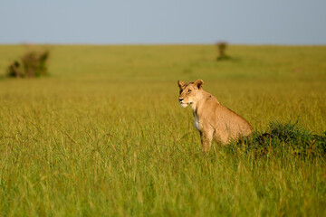 Wall Mural - Lioness in the African savannah.