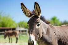 Portrait Of Donkey With Long Ears In A Sunny Pasture