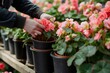 person stacking pots of blooming begonias
