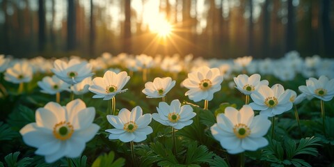 Wall Mural - In the enchanting embrace of nature, white anemone flowers bloom, giving the forest a delicate beauty.