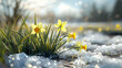 © linda_vostrovska - Colorful daffodil flowers and grass growing from the melting snow and sunshine in the background. Concept of spring coming and winter leaving.