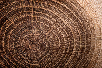 Wall Mural - Stump of oak tree felled - section of the trunk with annual rings. Slice oak wood. Wood texture on a tree cut.