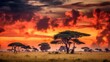 silhouette of tree at sunset in savanna