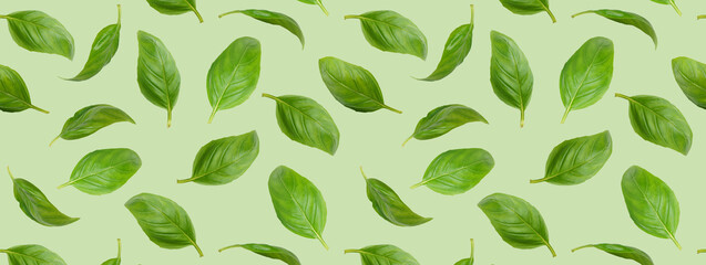 Wall Mural - Fresh green organic basil leaves flying, isolated on green background. Creative food levitation, wide banner, header, backdrop for design. Ingredient, spice for cooking, healthy food.