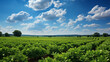 An expansive view of a soybean farm's agricultural field against a picturesque sky.