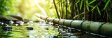Fototapeta  - thick bamboo stems sway gently in a river.