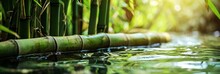 thick bamboo stems sway gently in a river.