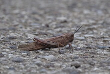 Grasshopper On The Ground