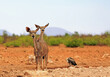 Two Femaale Kudu looking directly into camera with a nice landscape background